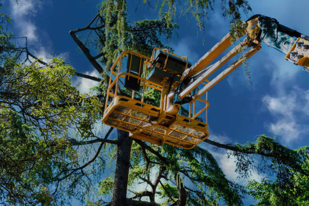 Best Local Tree Services  in King George, VA